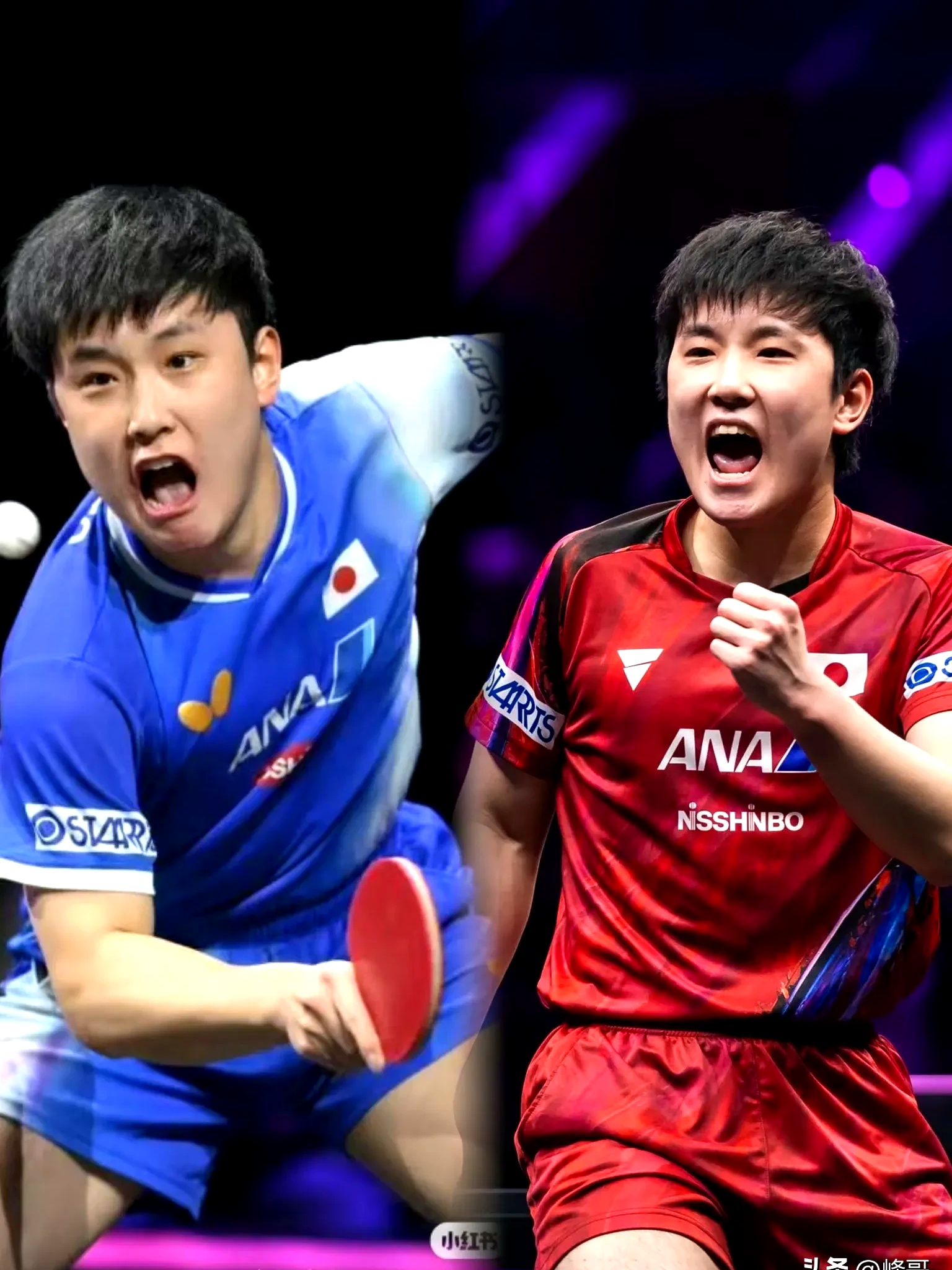 包含波兰队完胜中国队，张本智和统治全场的词条